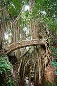 Sacred Monkey Sanctuary, Bali, Indonezja