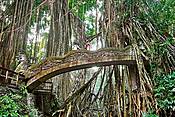 Sacred Monkey Sanctuary, Bali, Indonezja