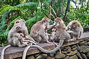 Makaki, Secred Monkey Forest Sanctuary, Bali Island