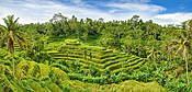 Pola ryżowe, Bali, Indonezja