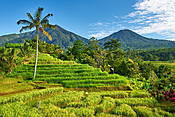 Pola ryżowe, Bali, Indonezja