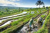 Pola ryżowe, Bali, Indonezja