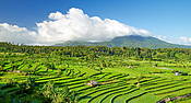 Pola ryżowe, Bali, Indonezja
